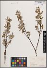 Foto von Salix caprea L. x Salix eleagnos Scop.